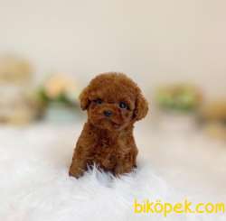 İRKİNİN EN İYİSİNİ ARAYANLARA TOY POODLE YAVRULARİMİZ 2