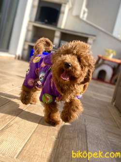 Irkının Starı Toypoodle Kızıl/Red Renk Yavrumuz 2