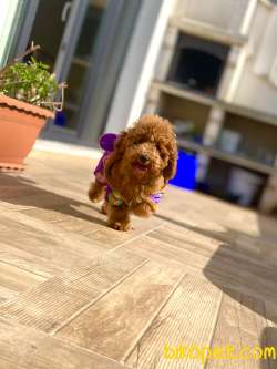 Irkının Starı Toypoodle Kızıl/Red Renk Yavrumuz 1
