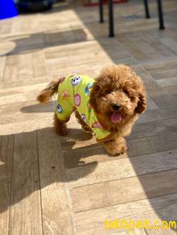 Irkının Starı Toypoodle Kızıl/Red Renk Yavrumuz 3