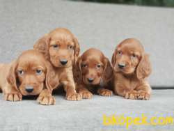 İRLANDA SETTER YARULARI 2