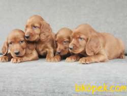 İRLANDA SETTER YARULARI 4