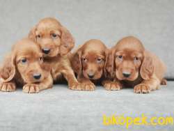 İRLANDA SETTER YARULARI 5