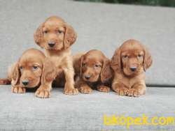 İRLANDA SETTER YARULARI 1