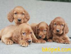 İRLANDA SETTER YARULARI 3