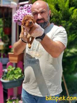İRLANDA SETTER YAVRU 4