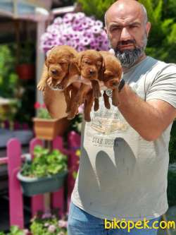 İRLANDA SETTER YAVRUSU 3