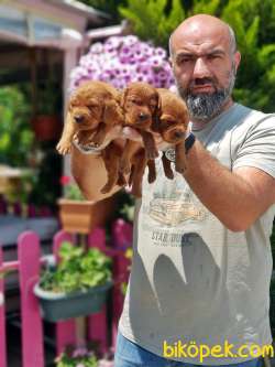 İRLANDA SETTER YAVRUSU 4