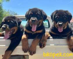 İstabul Da Tek Erkek Macar Rottweiler Yavrular