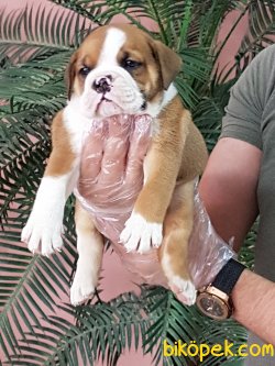 İstanbul'da Satılık Orjinal İngiliz Bulldog Yavruları 4