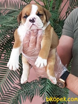 İstanbul'da Satılık Orjinal İngiliz Bulldog Yavruları 1
