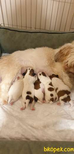 İstanbul Maltepe Shih Tzu 2