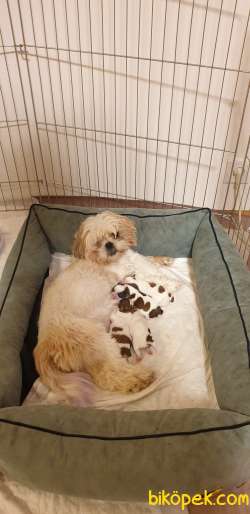 İstanbul Maltepe Shih Tzu 3