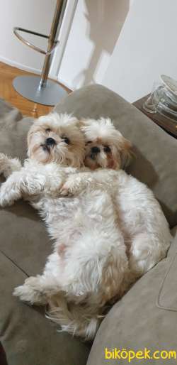 İstanbul Maltepe Shih Tzu 1