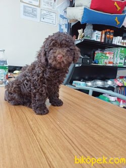 ISTANBUL PETSHOP KALITESIYLE POODLE 5