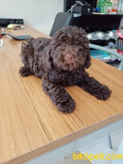 ISTANBUL PETSHOP KALITESIYLE POODLE 2