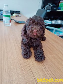 ISTANBUL PETSHOP KALITESIYLE POODLE 4