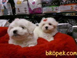 İSTANBUL SATILIK TERRIER MALTESE YAVRULARI 2