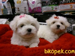 İSTANBUL SATILIK TERRIER MALTESE YAVRULARI 3