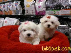İSTANBUL SATILIK TERRIER MALTESE YAVRULARI 1