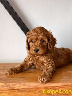 İstanbul Toy Poodle 1