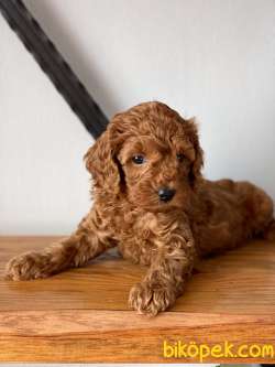 İstanbul Toy Poodle 2