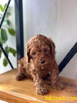 İstanbul Toy Poodle 3