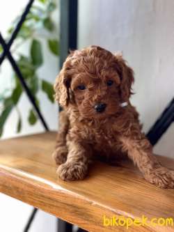 İstanbul Toy Poodle 4