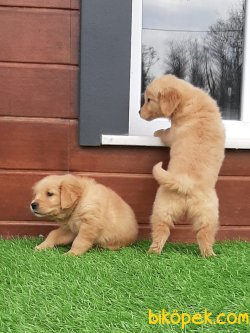 Istanbulda Harika Golden Retriever Yavruları 3