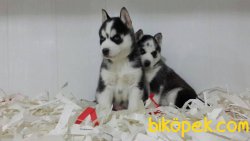 İSTANBULDA HUSKY SIBIRYA KURDU YAVRULARI 4