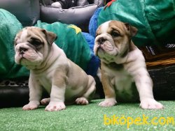 Istanbulda Kaliteli İNGİLİZ BULLDOG YAVRULARI 4