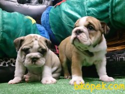 Istanbulda Kaliteli İNGİLİZ BULLDOG YAVRULARI 3