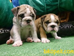 Istanbulda Kaliteli İNGİLİZ BULLDOG YAVRULARI 5