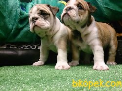 Istanbulda Kaliteli İNGİLİZ BULLDOG YAVRULARI 2
