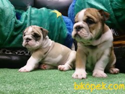 Istanbulda Kaliteli İNGİLİZ BULLDOG YAVRULARI 1