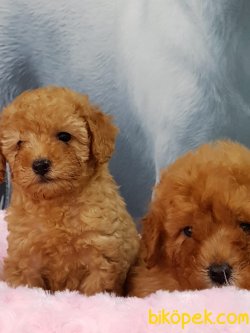 İSTANBULDA SATILIK TOY POODLE YAVRULARI 1