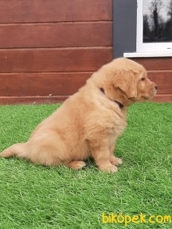 İSTANBULDA SATILIK YAVRU GOLDEN RETRIEVER 5