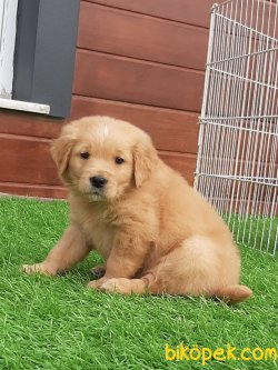 İSTANBULDA SATILIK YAVRU GOLDEN RETRIEVER 4