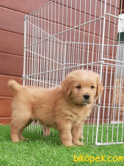 İSTANBULDA SATILIK YAVRU GOLDEN RETRIEVER 1