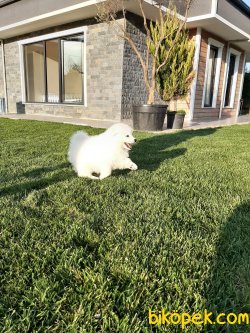 Istanbuldan Samoyed Yavrulari 4