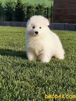 Istanbuldan Samoyed Yavrulari 1