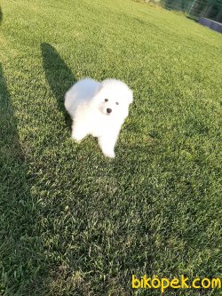 Istanbuldan Samoyed Yavrulari 5