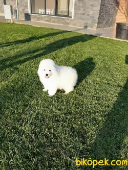 Istanbuldan Samoyed Yavrulari 3