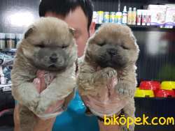 İstanbuldan Satilik Chow Chow Yavrulari 2