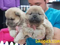 İstanbuldan Satilik Chow Chow Yavrulari 3