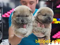 İstanbuldan Satilik Chow Chow Yavrulari 1