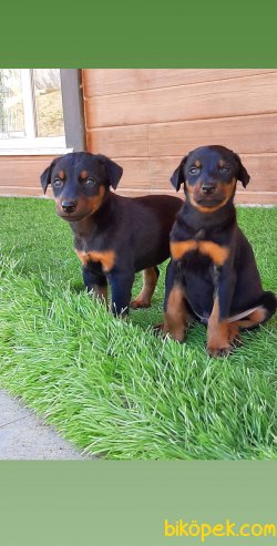 Istanbuldan Satilik Doberman Yavruları 1