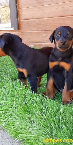 Istanbuldan Satilik Doberman Yavruları 4