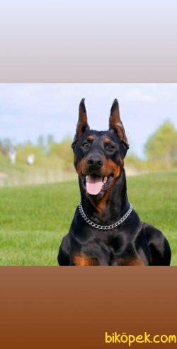 Istanbuldan Satilik Doberman Yavruları 3