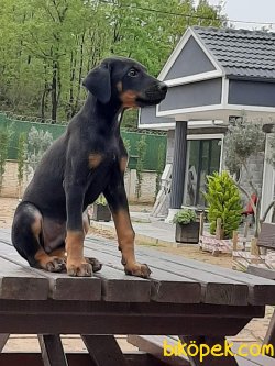 Istanbuldan Satilik Doberman Yavrulari 3